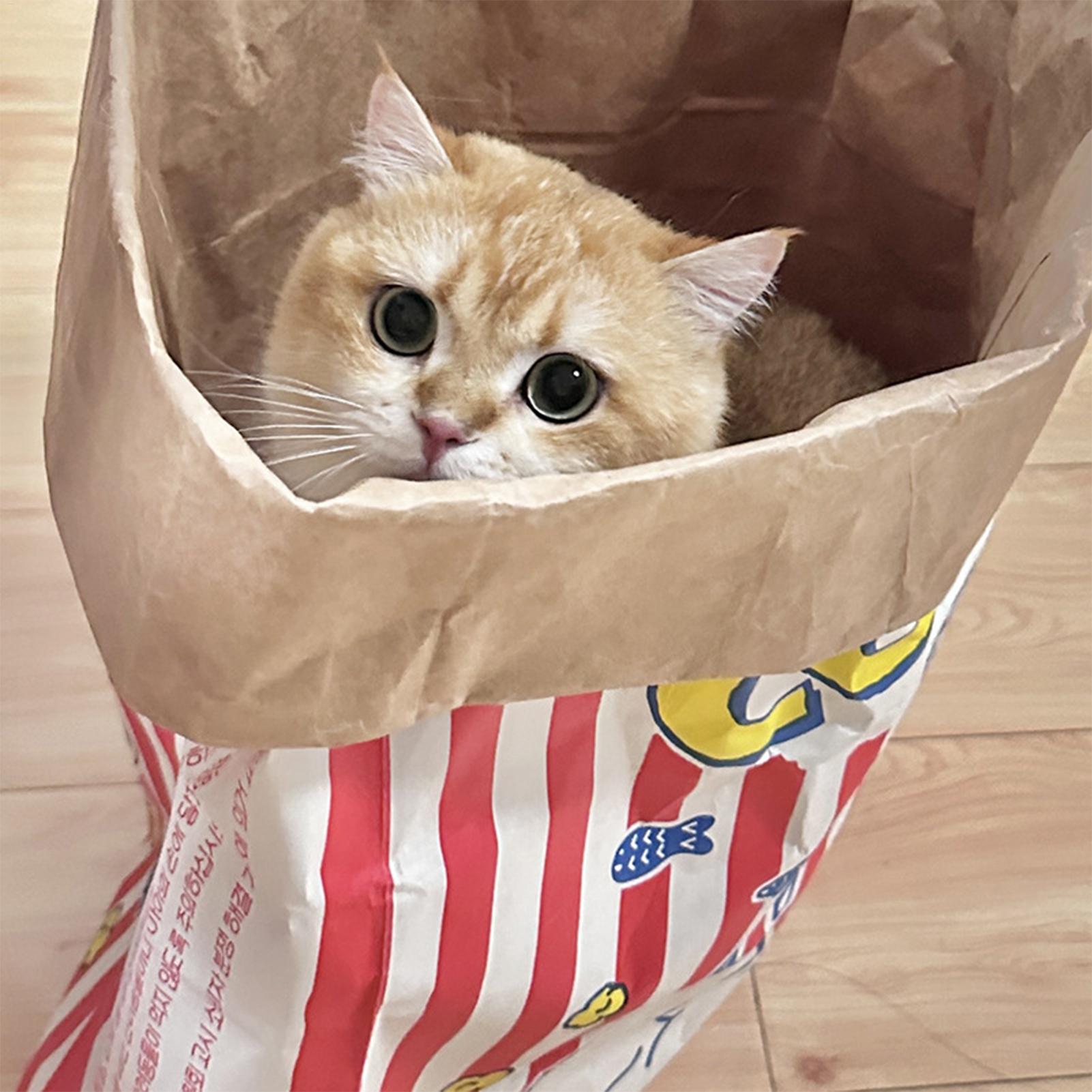 Tas Kucing Crinkle Lipat Inter - Furniture Hardware For Bed ulasan dan harga